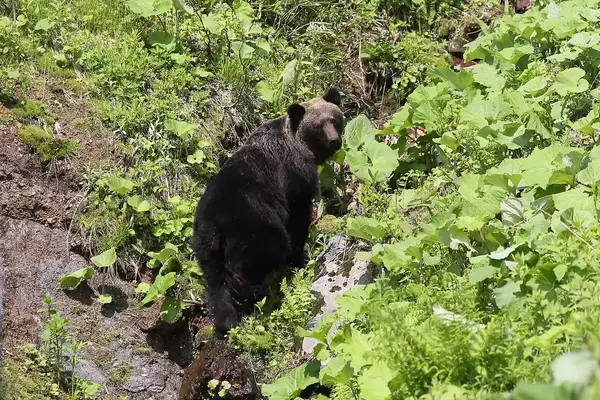 Ussuri Brown Bear in Shiretoko National Park 