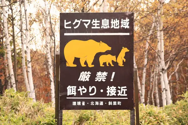 A bear sing in Shiretoko National Park