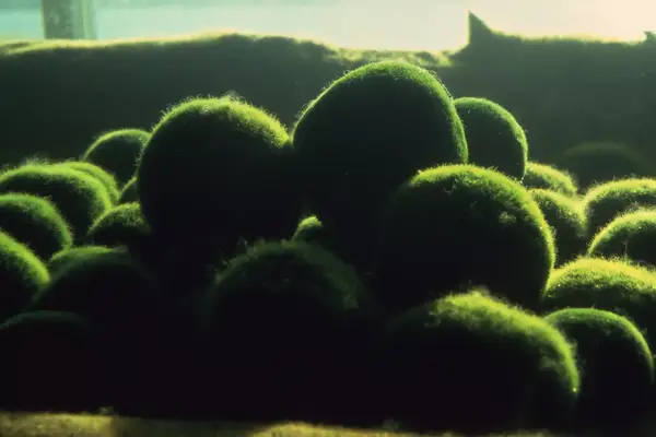 Marimo, algae balls found in Akan-Mashu National Park