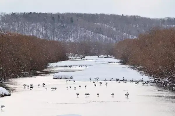 Red crowned cranes of Japan settle at the river in Kushiroshitsugen National Park