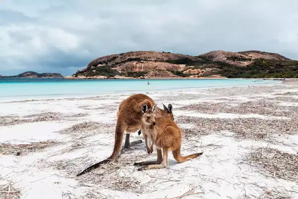 Kangaroos on the beach in Esperance