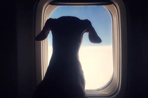 Dog looking through an airplane window