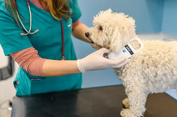 Vet scanning microchip of white fluffy dog
