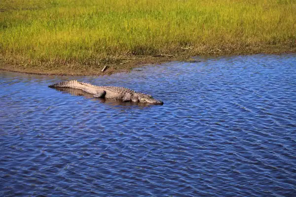 American Alligator also called Alligator mississippiensis basks at the edge of a river bank in Myakka State Park in Sarasota, Florida