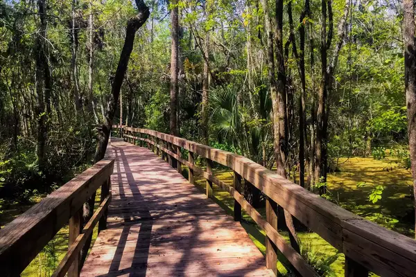 Nature trail boardwalk over a bright-green moss-covered swamp trail at Highlands Hammock State Park in Sebring, Florida.