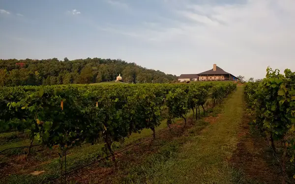 View down a row of grape vines at a vineyard