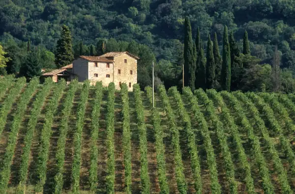 Hillside vineyard and old building in Texas Hill Country