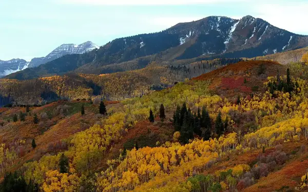 Golden aspens with snowy mountain in background