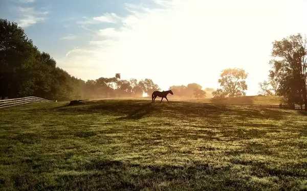 Horse walking across a misty field