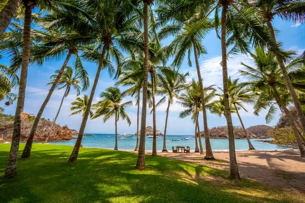Palm trees framing a scenic coastal landscape with a rocky shoreline, grass, and the ocean