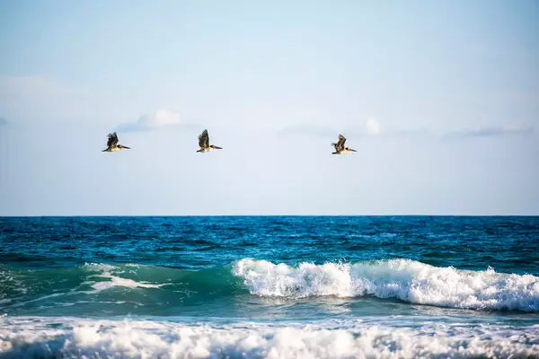 Three pelicans flying above ocean waves