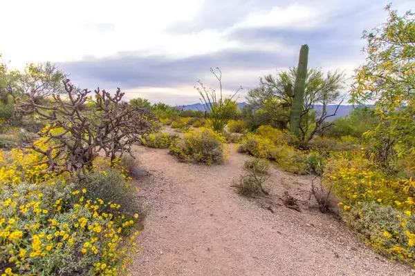 Large Saguaro Cactus in the Sonoran Desert of Arizona at the Saguaro National Park in Tucson.