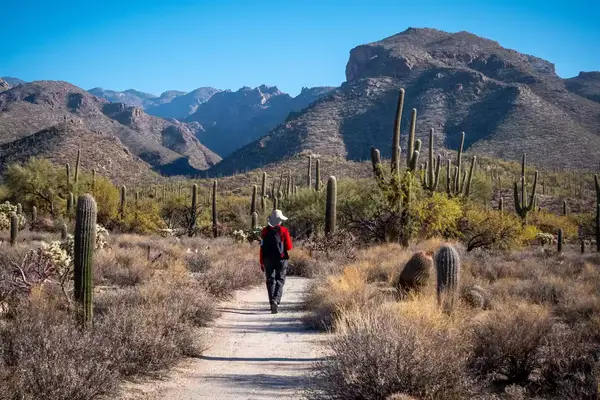 Hiker among cacti