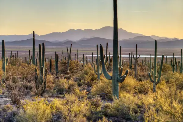 Cacti with mountains in the background.