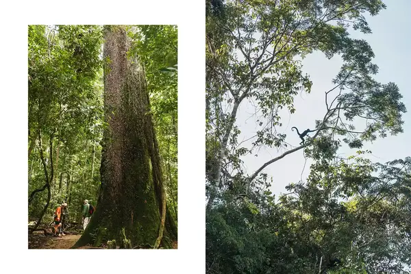A pair of photos one showing a giant tree in Brazil and the other a spider monkey in a tree.