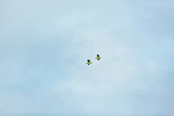 Two parrots flying in Brazil. 