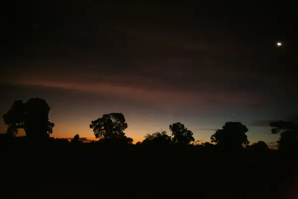 A silhouette of trees against the Brazilian sky at sundown.