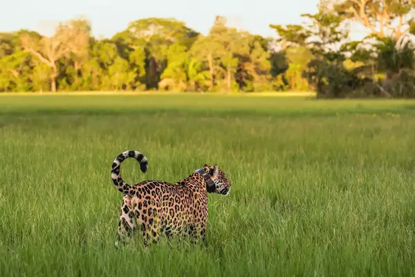 A jaguar in a grassy field in Brazil.