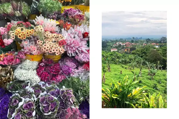 Flowers from Paloquemao Market and a Coffee Farm in Colombia 