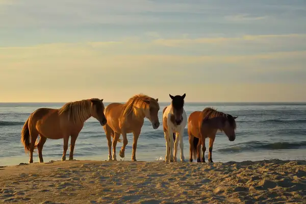 Three Assateague pony mares walking along the surf at the Assateague Island National Seashore beach 