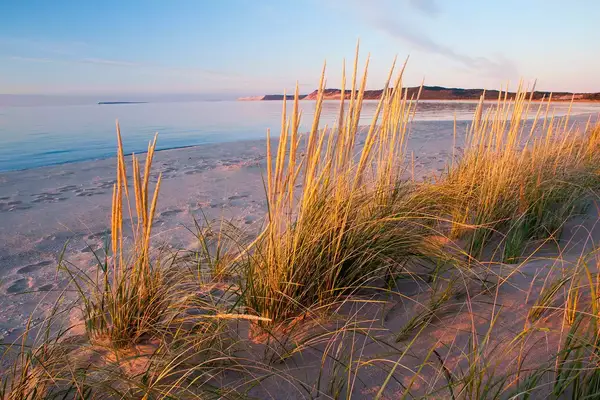 Beach or Marram Grass at Sunset on Sleeping Bear Dunes National Lakeshore, Michigan.