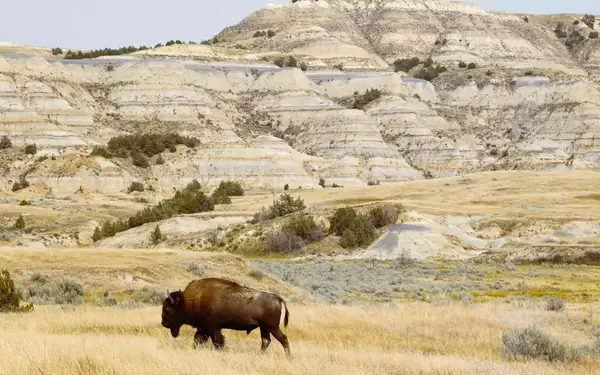 A buffalo stands amid tall grasses at the foot of striated cliffs in Theodore Roosevelt National Park.