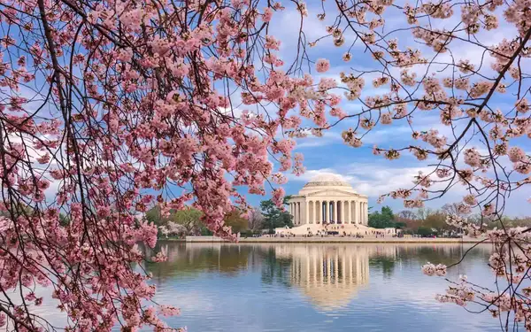 Pink cherry blossom trees frame the dome of the Jefferson Memorial, as seen over the water of Tidal Basin.