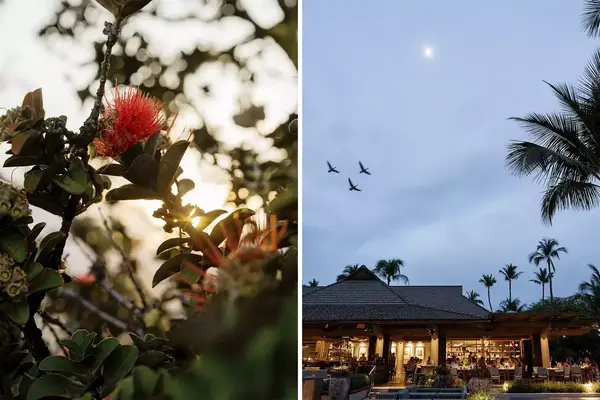 Pair of photos from Hawaii, one showing a native flower, and one showing a hotel restaurant exterior at night as birds fly overhead