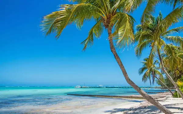 View of a palm tree-lined beach with turquoise water.