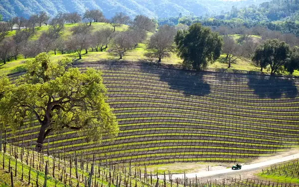 Hill top view of vineyards and orchards in Paso Robles.
