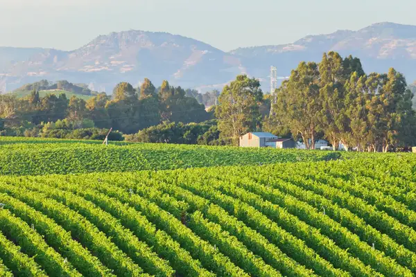 Rows of a vineyard landscape in bright green with trees 