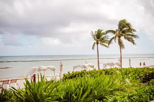Cabanas and palm trees on a beach