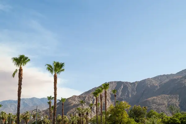 Palm trees in front of mountains