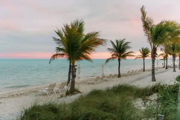 Beach chairs among palm trees during sunset