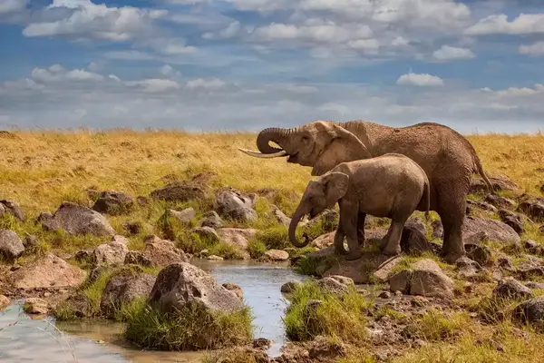 Elephants drinking at a small waterhole in the vast open plains of Masai Mara.