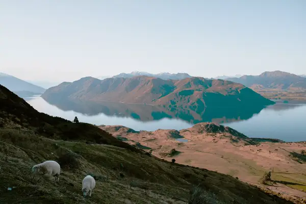 Sheep in the mountains near a lake