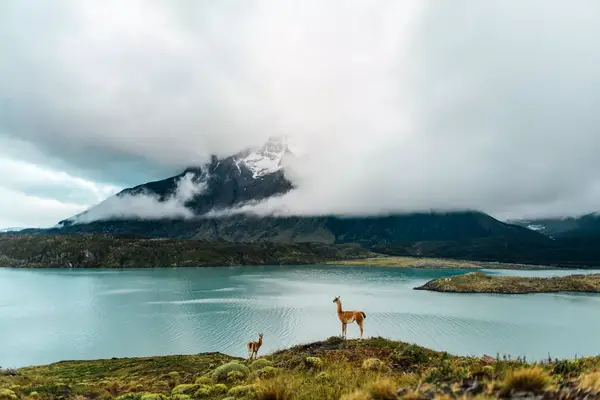 Wild animals near a lake