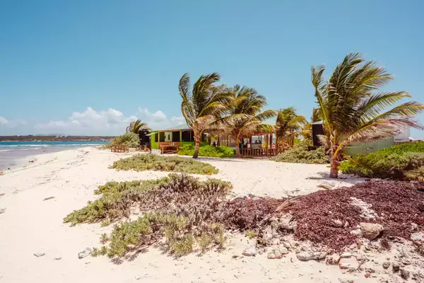 A small island with palm trees