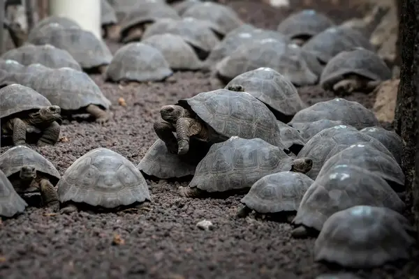 a large number of tortoises 