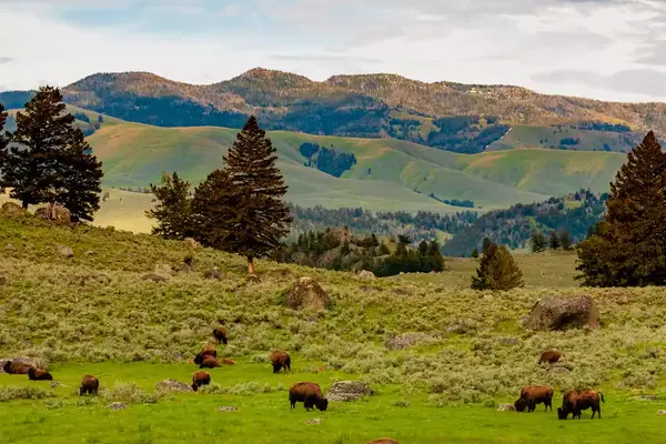Grazing bison in a grassy valley surrounded by hills and trees