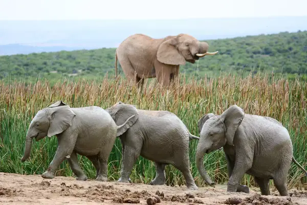 A group of elephants walking in a grassy landscape with another elephant standing in the background