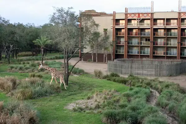A giraffe grazes near the balcony of guest rooms at the Animal Kingdom Lodge at Disney World in Orlando, Fla.