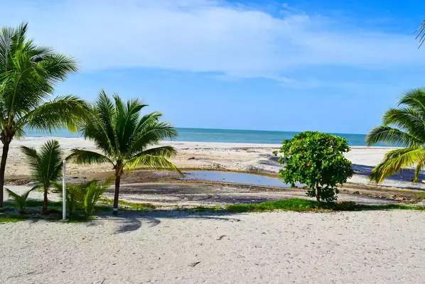 Gorgona Beach through palm trees
