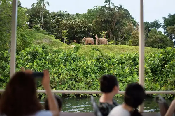 Elephants at the Singapore Zoo 
