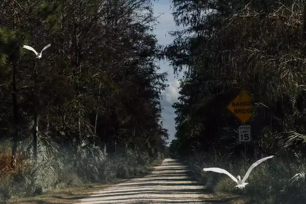 White birds in flight over a road in the Everglades