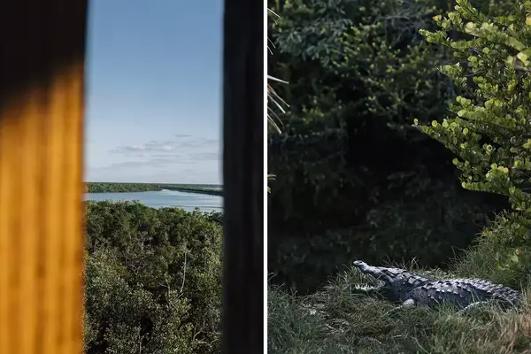 Pair of photos from Florida, one showing a view from an observation deck and one showing an alligator with its mouth open