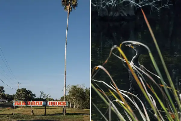 Pair of photos from Florida, one showing a palm tree on a blue sky, and one showing a cormorant bird in tall grass