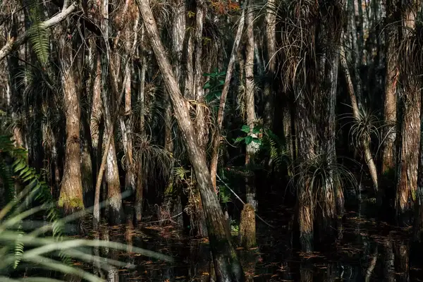 Close up view of cypress trees in Everglades National Park