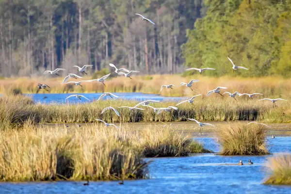 Birds flying over a marsh on Edisto Island, SC