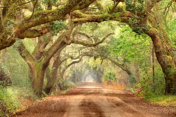 Giant oak trees draped with spanish moss line a scenic road in the South Carolina lowcountry on Edisto Island near Charleston. Charleston is the oldest and second-largest city in the State of South Carolina. Charleston is known for its rich history, antebellum architecture, and distinguished restaurants